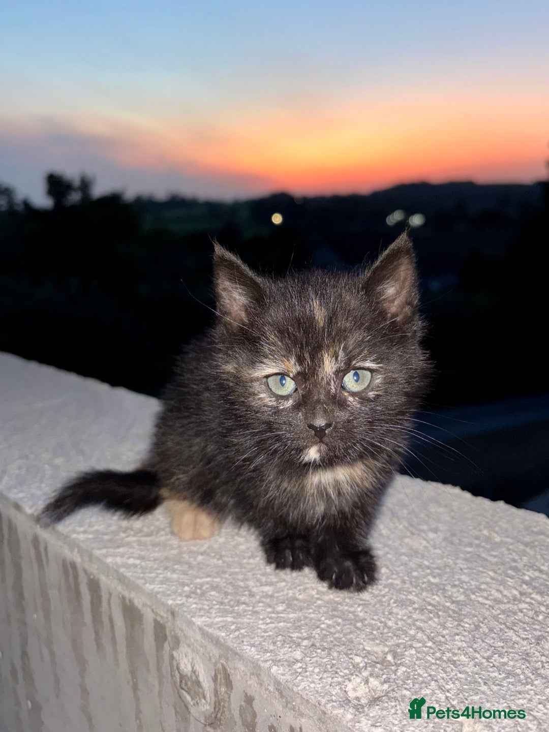 Mixed Breed cats for sale: Kittens ready to go - Image 4