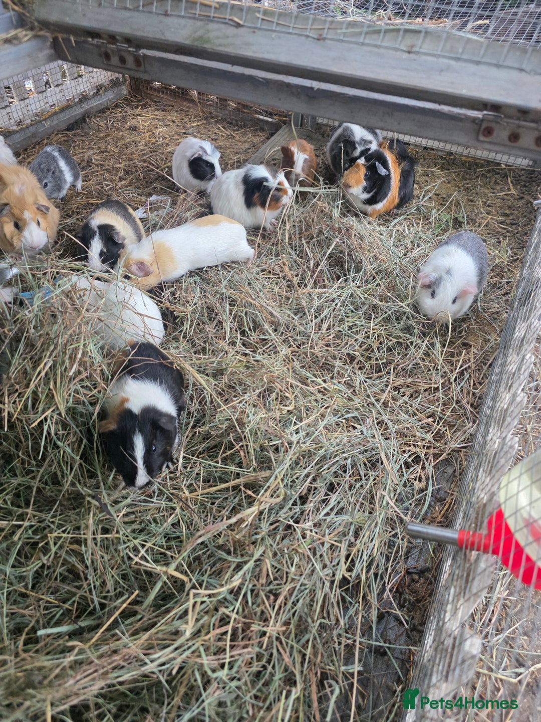 Guinea Pig rodents for sale: Baby Guinea pigs  - Advert 2