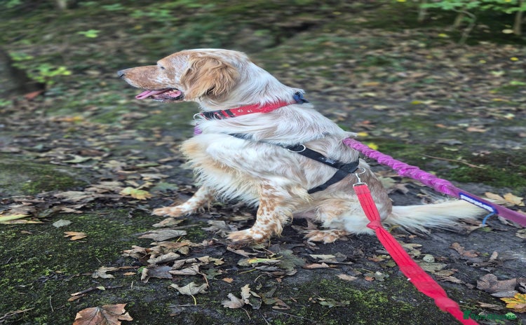 English Setter dogs - Advert 1