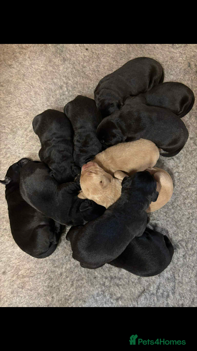 Labrador Retriever dogs Kc registered Labrador puppies(6 remaining) - Advert 4