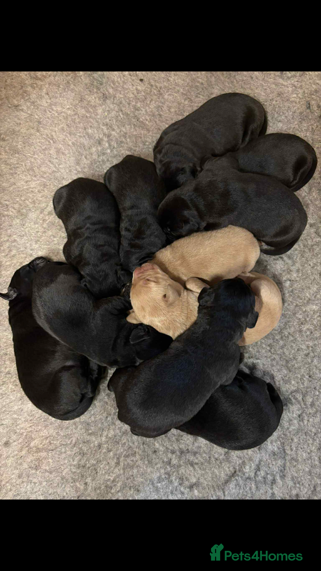Labrador Retriever dogs for sale: Labrador puppies - Advert 3