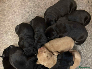 Labrador Retriever dogs Labrador puppies - Advert 14