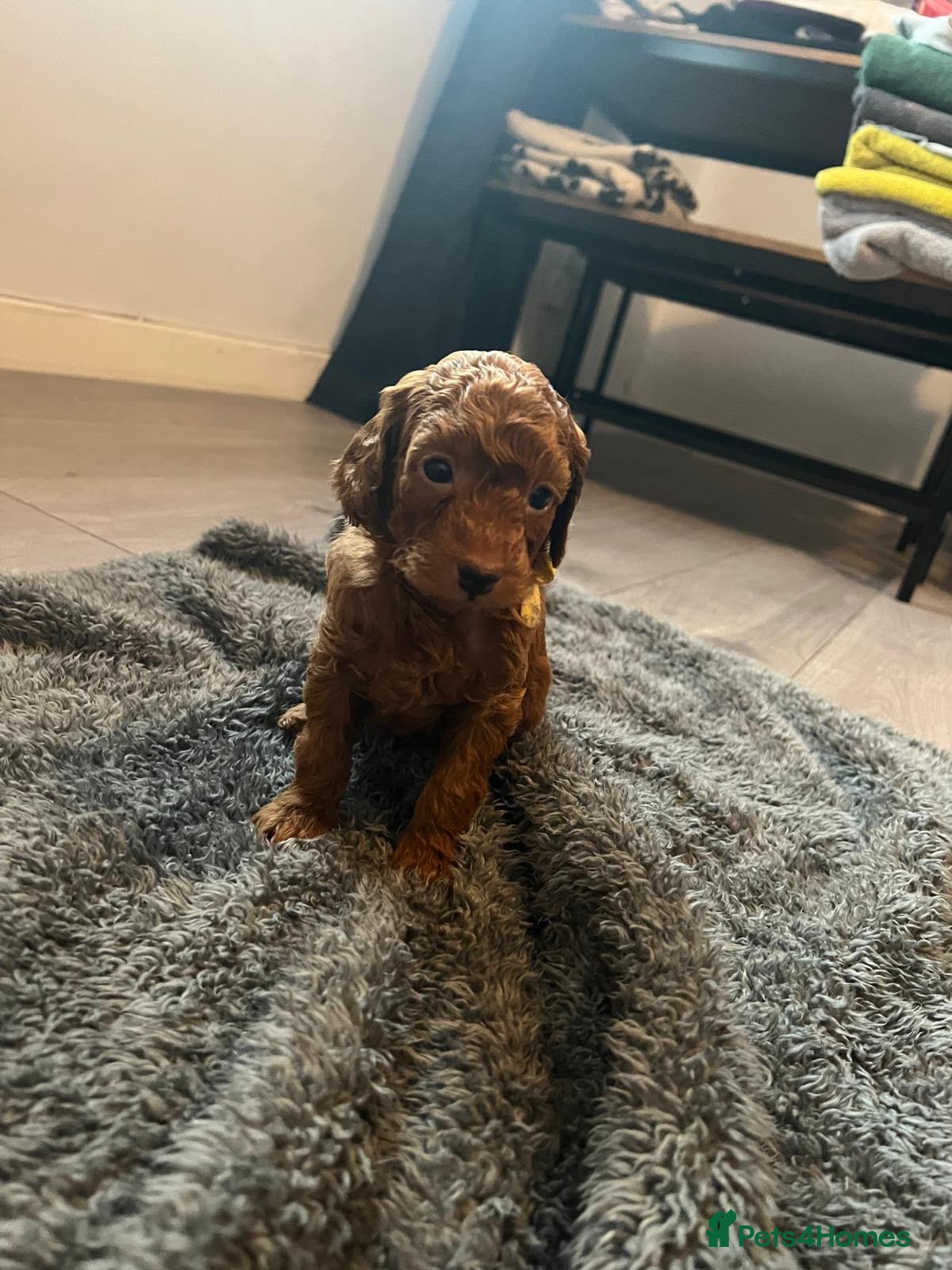 Cockapoo dogs for sale: Neddy x Cali beautiful litter of F1B Cockapoo’s - Advert 2