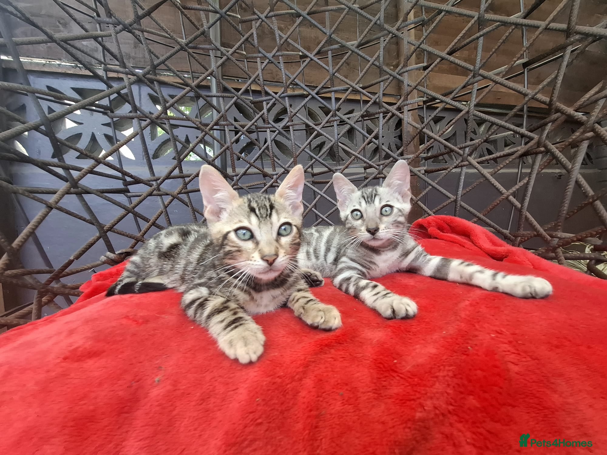 Bengal cats ❤️ Outstanding TICA Registered Bengal Kittens ❤️ - Advert 1