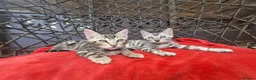 Bengal cats for sale: ❤️ Outstanding TICA Registered Bengal Kittens ❤️ - Advert 3