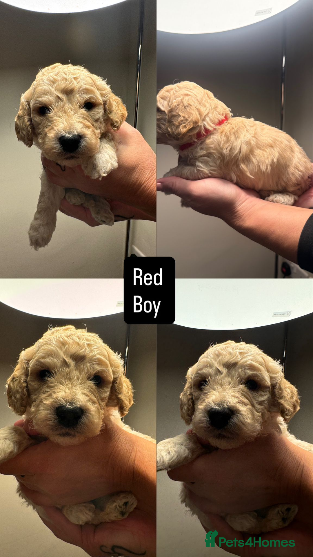 Mixed Breed dogs for sale: Cockapoo/Cavapoo Puppies - Advert 5