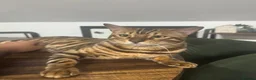 Bengal cats for sale: Stunning Stud - Advert 3