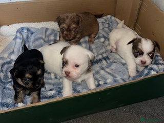 Shih Tzu dogs - Advert 1