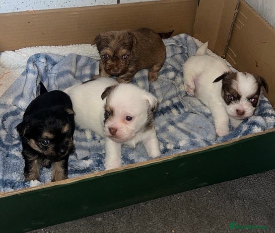 Shih Tzu dogs - Advert 2