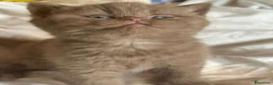 British Shorthair 7