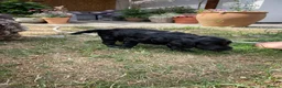 Cockapoo dogs for sale: Beautiful Litter of F1B Cockapoos🐶 - Advert 20