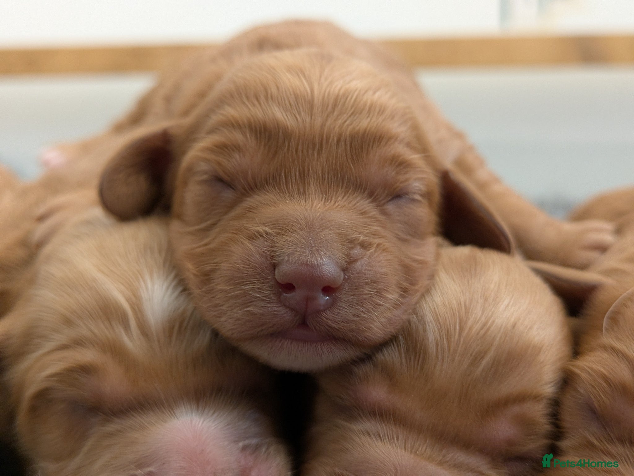 Cockapoo dogs Miniature F1 Cockapoo Pups, Health Tested Parents - Advert 1