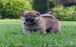 Japanese Shiba Inu dogs for stud: Handsome BOY ready for STUD duties  - Advert 6