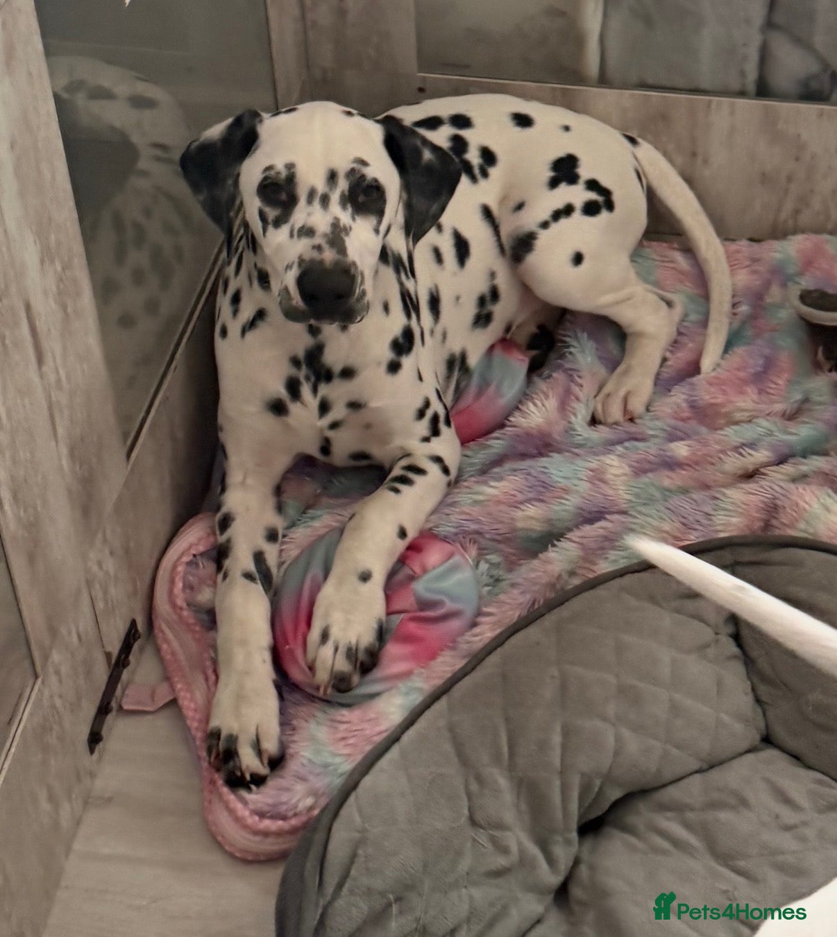 Dalmatian dogs  KC REGISTERED DALMATIAN PUPS  - Advert 4