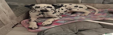 Dalmatian Puppy 4
