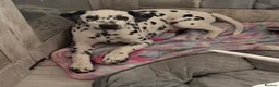 Dalmatian dogs for sale:  KC REGISTERED DALMATIAN PUPS  - Advert 2
