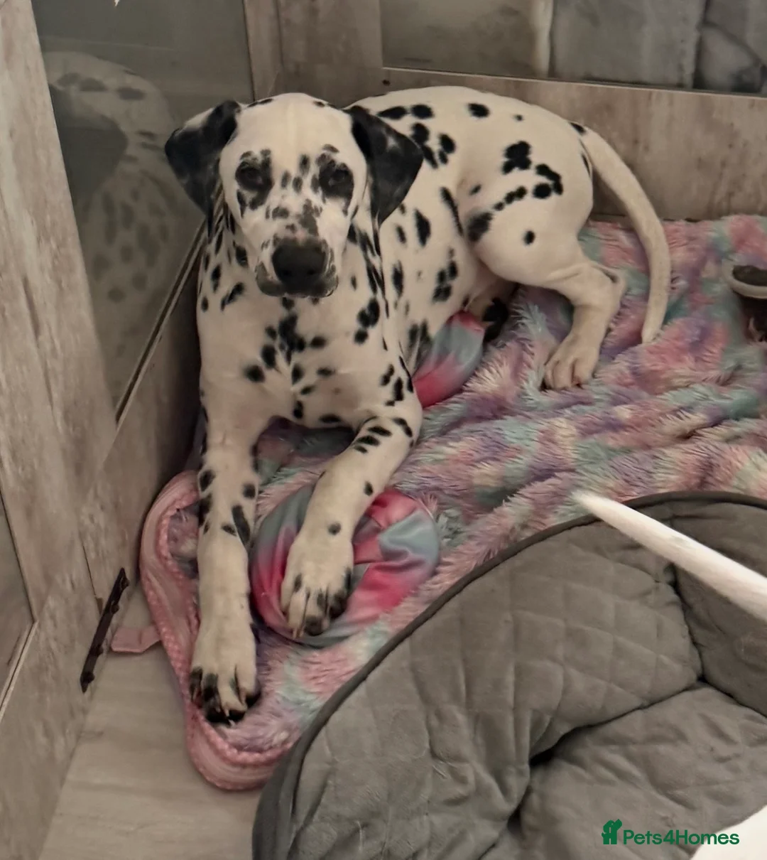 Dalmatian dogs for sale:  KC REGISTERED DALMATIAN PUPS  - Advert 2