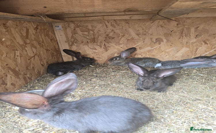 Continental Giant rabbits - Advert 1