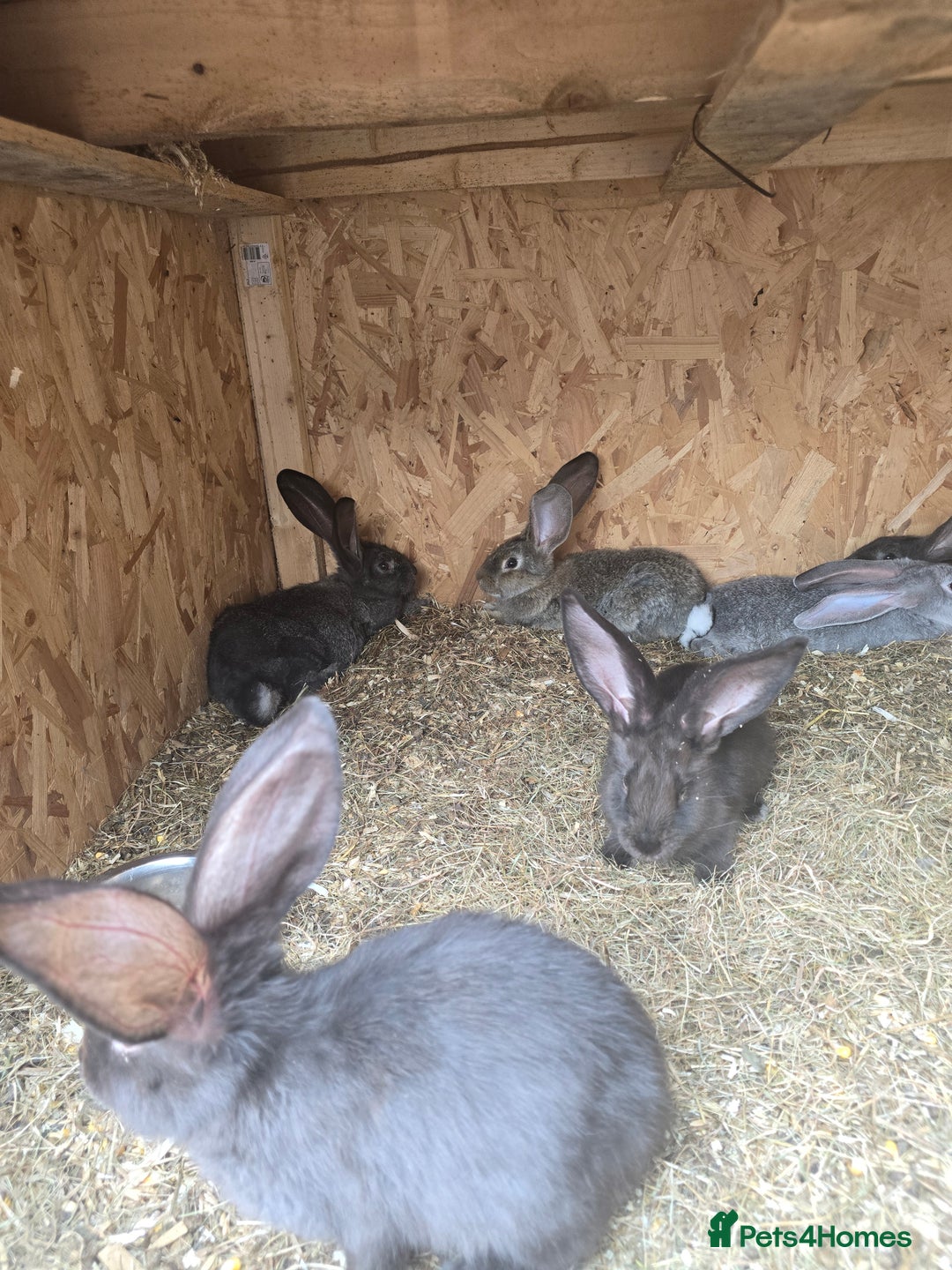Continental Giant rabbits for sale: giant content - Image 1