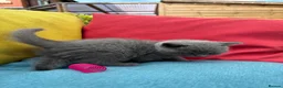 British Shorthair cats for sale: British Shorthair Kittens - GCCF - Advert 33