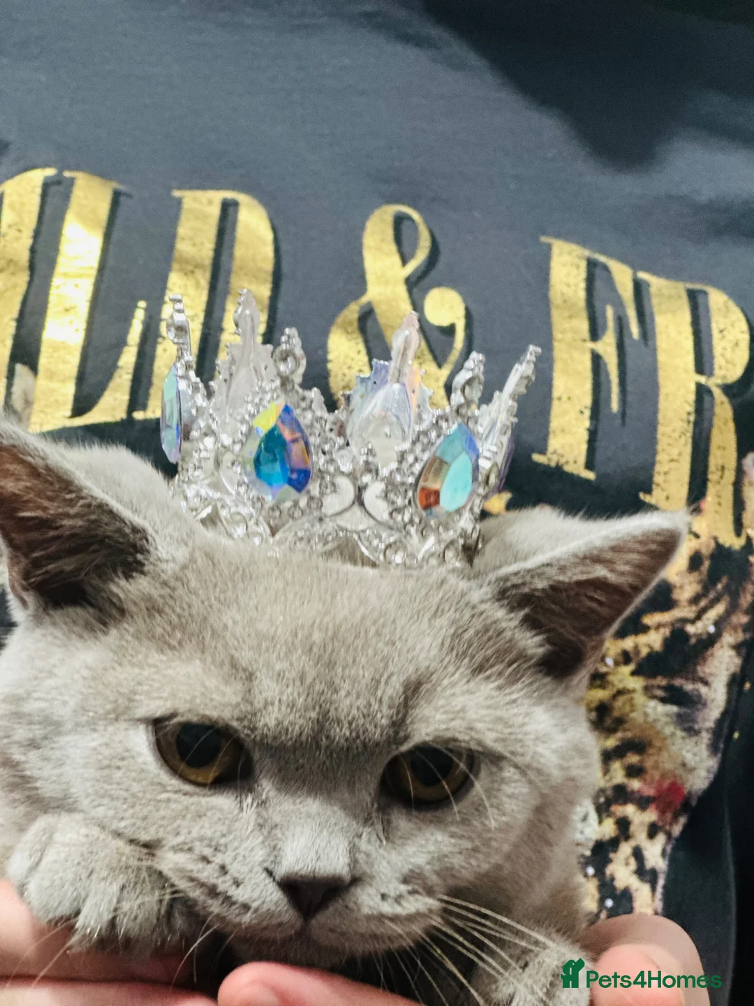 British Shorthair cats for sale: British shorthair Lilac  - Advert 7