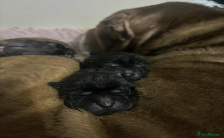Shar Pei dogs - Advert 1