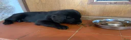 Flat coated Retriever dogs for sale: Stunning Flat Coated Retriever Pups - Advert 9