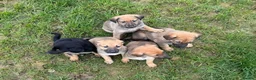 Mixed Breed dogs for sale: Beautiful German Shepard x saluki  - Advert 4