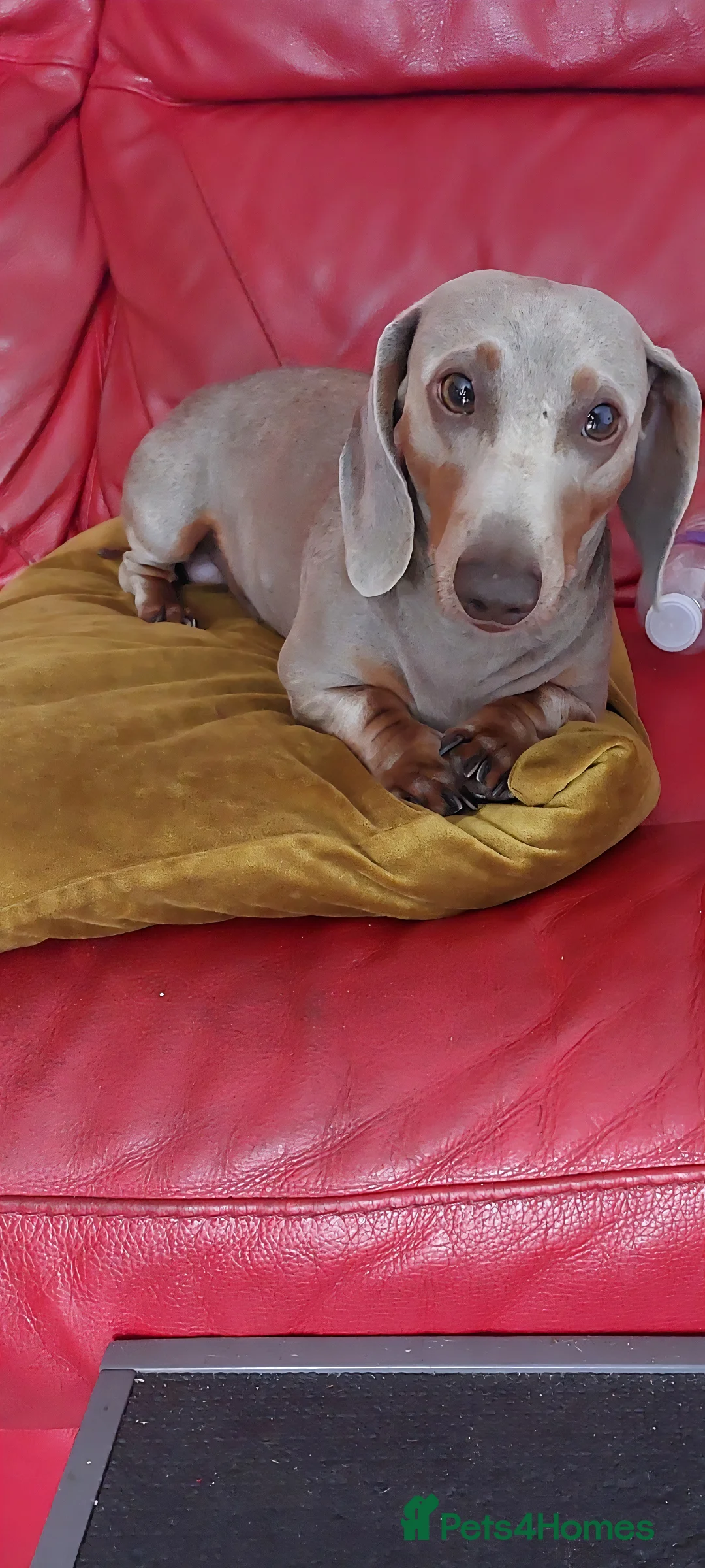 Miniature Dachshund dogs for stud: Daschund Stud KC Prince ♥️ in Liverpool - Advert 2