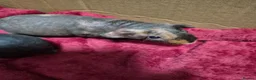 Guinea Pig rodents for sale: Pair of Baby Male Skinny Pigs For Sale  - Advert 5