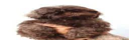 Shih Tzu dogs for sale: Imperial Shih Tzu’s  - Advert 2
