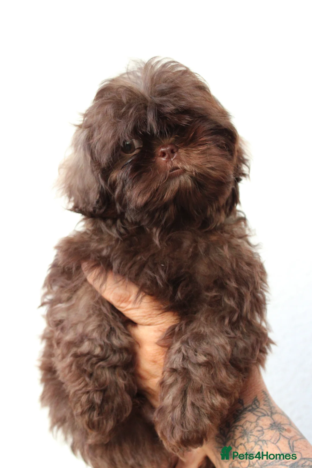 Shih Tzu dogs for sale: Imperial Shih Tzu’s  - Advert 2