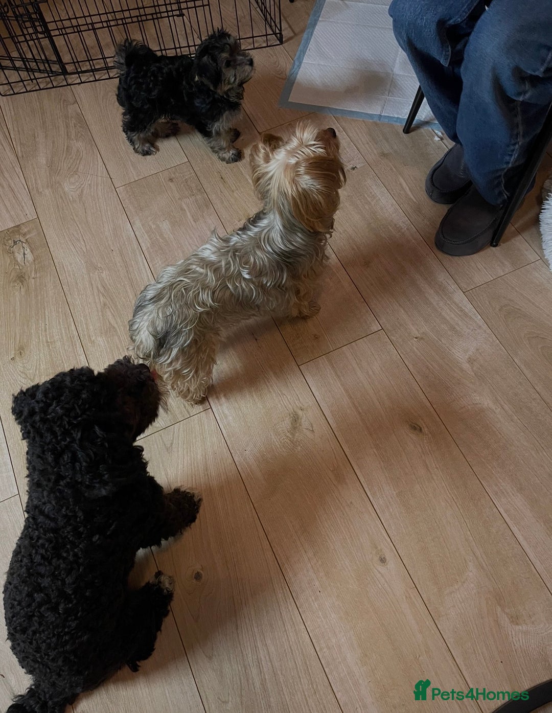 Mixed Breed dogs for sale: Adorable Morkie Poo puppies - Advert 22