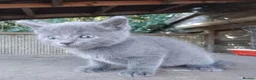 Mixed Breed cats for sale: Part British Short-hair Blue & Blue/White Kittens. - Advert 14