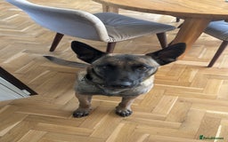 Belgian Shepherd Dog dogs for stud: Belgian X Dutch Shepherd Stud - Image 4