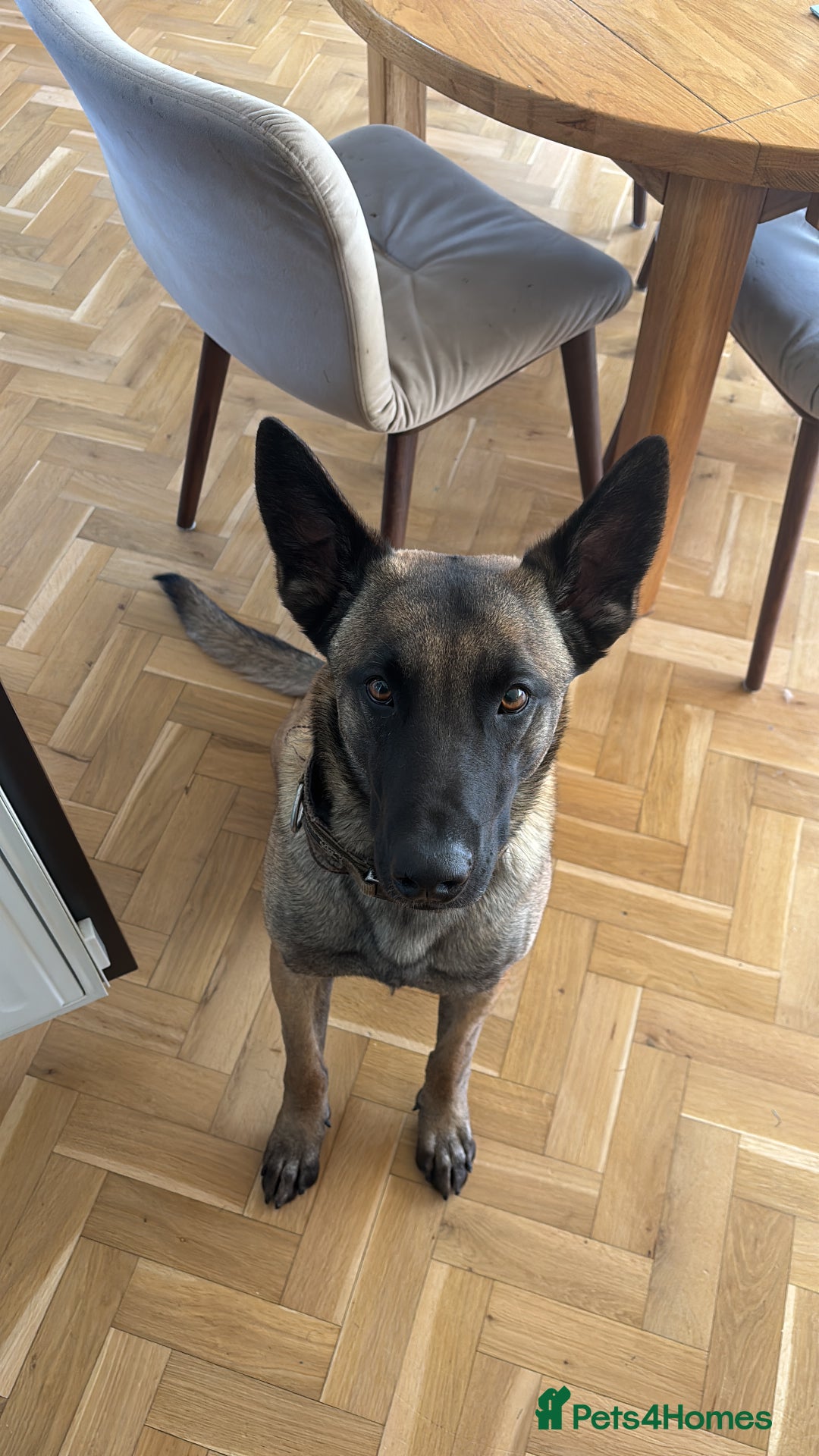 Belgian Shepherd Dog dogs for stud: Belgian X Dutch Shepherd Stud - Image 4