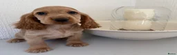 Cocker Spaniel dogs for sale: Show-type cocker spaniels - Advert 3