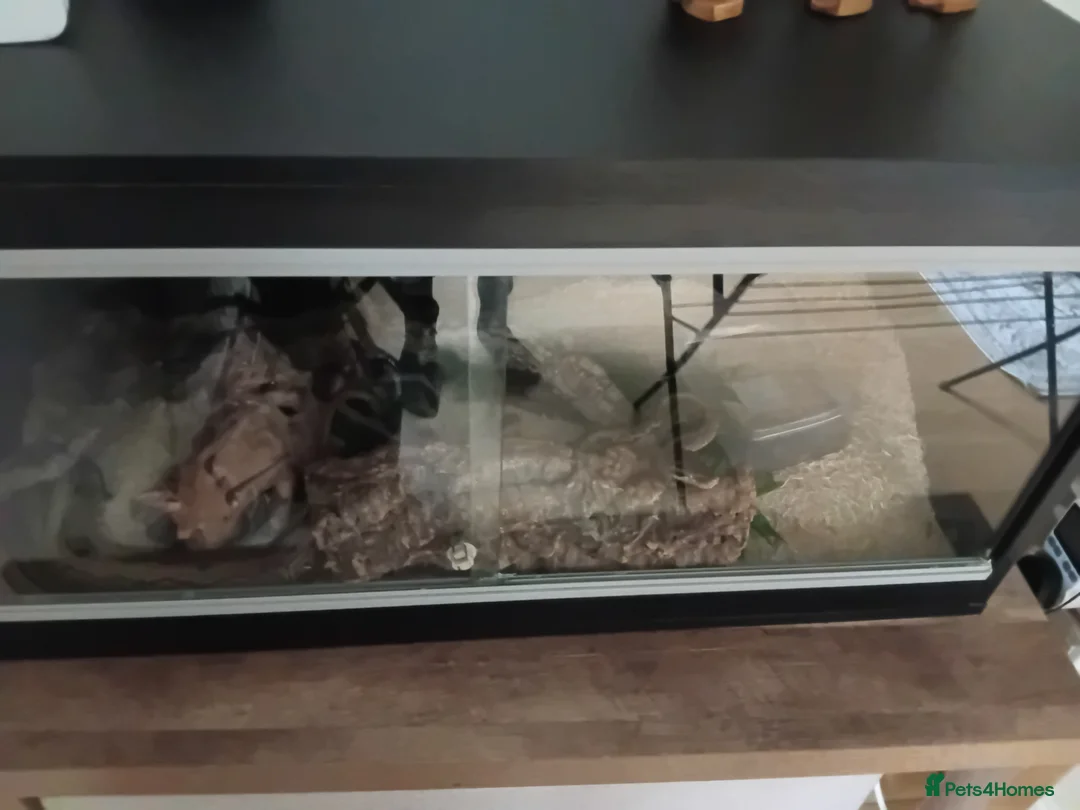 Python Snake reptiles for sale: Freddie the snake  - Advert 2