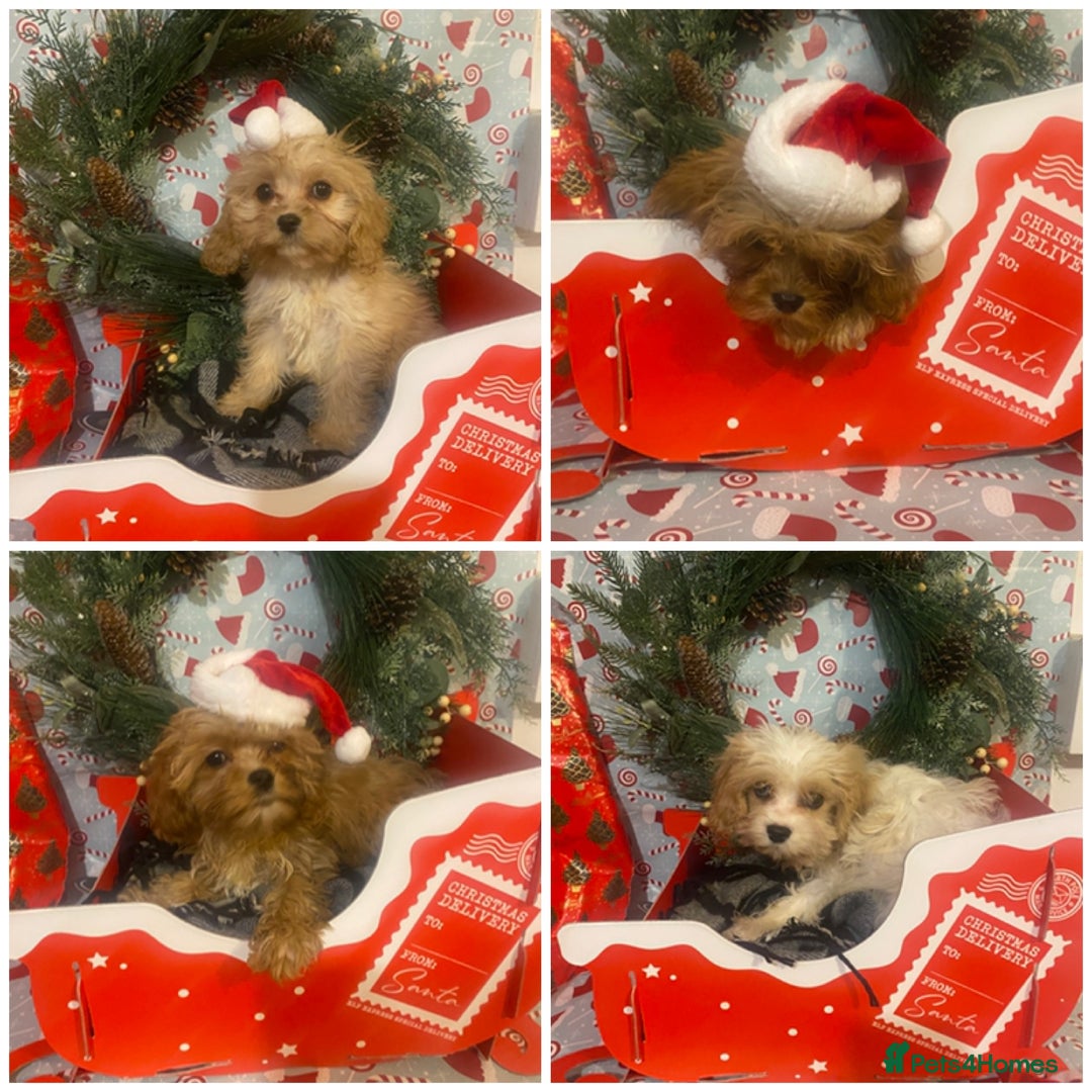 Cavapoo dogs for sale:  DNA clear parents/grandparents BVA heart/eyes - Advert 1