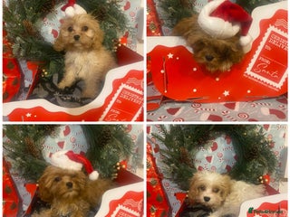 Cavapoo dogs DNA clear parents/grandparents BVA heart/eyes - Advert 4