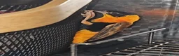 Finches birds for sale: Colourful mix of finches and canaries - Advert 4