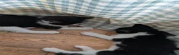 Mixed Breed cats for sale: 2 sweet loveing kitten  - Advert 4