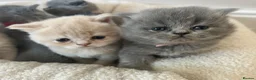 British Shorthair cats for sale: Breathtaking purebred British shorthair kittens - Advert 17
