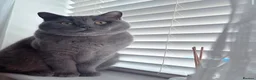 British Shorthair cats for sale: Gatsby | British Shorthair | Male | 6 Years Old - Advert 7