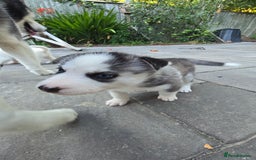 Siberian Husky dogs for sale: Siberian husky pups  - Image 14