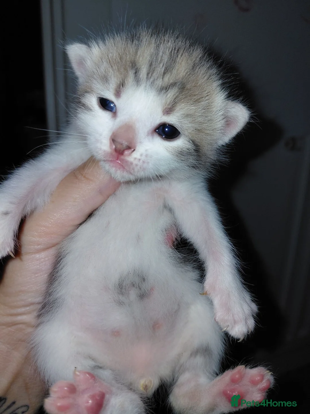 Mixed Breed cats for sale: babies for sale  - Advert 13