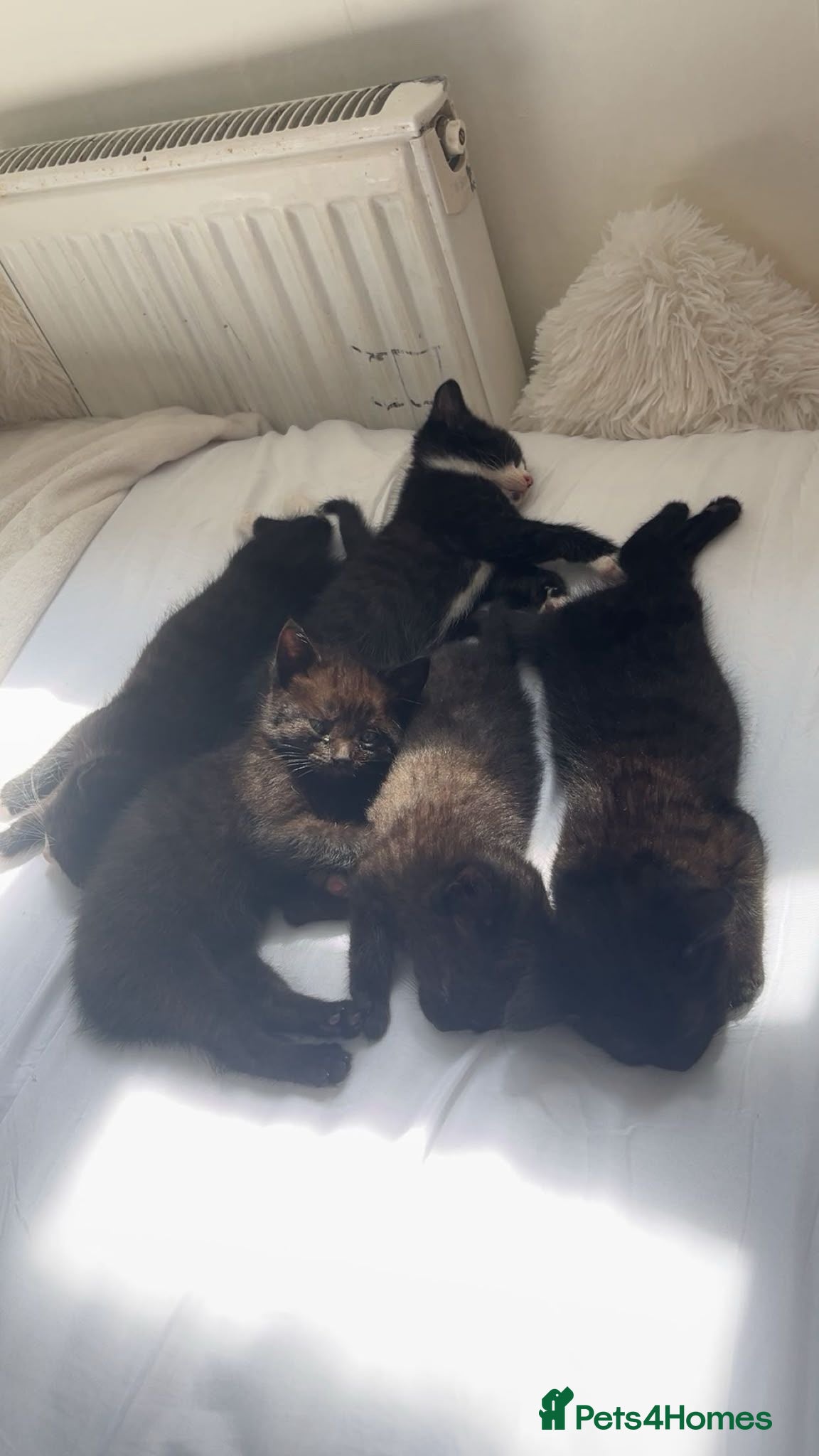 Domestic Shorthair cats Kittens - Advert 9
