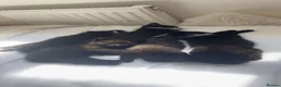 Domestic Shorthair cats for sale: Kittens in Worcester - Advert 2