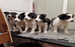 Border Collie dogs for sale: Fabulous Border Collie Pups - Image 3