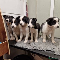 Border Collie dogs - Advert 6